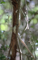 Pantherophis obsoletus