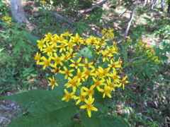 Senecio nemorensis