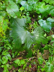 Hydrophyllum canadense