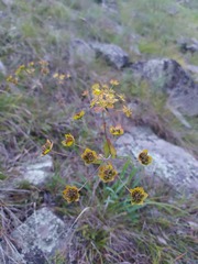 Bupleurum multinerve