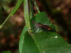 Harpactorinae