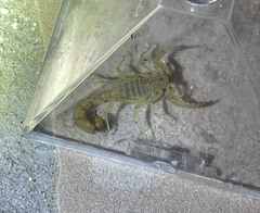 Paravaejovis confusus