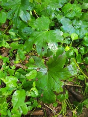 Hydrophyllum canadense