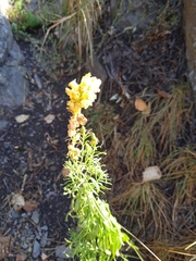 Linaria vulgaris