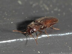 Glyphonyx bimarginatus
