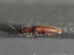 Glyphonyx bimarginatus