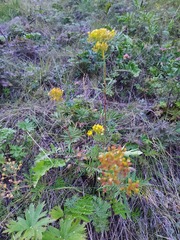 Patrinia rupestris