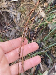 Cymbopogon refractus