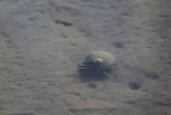 Clibanarius vittatus