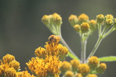 Callandrena