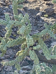 Cylindropuntia cholla