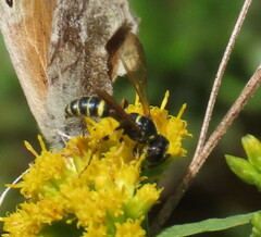 Cerceris atramontensis