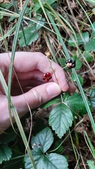 Rubus hispidus