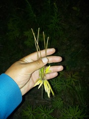 Anemonastrum crinitum