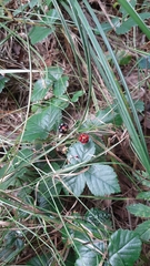 Rubus hispidus