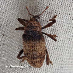 Mechistocerus