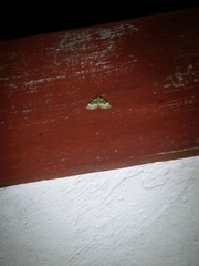 Euphyia intermediata