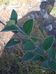 Cotoneaster alaunicus