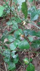 Rubus hispidus