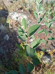 Cotoneaster alaunicus