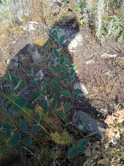 Cotoneaster alaunicus