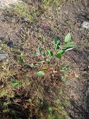 Cotoneaster alaunicus