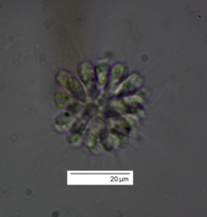 Anthophysa vegetans