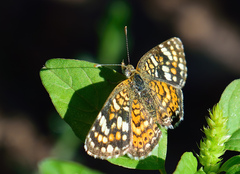 Phyciodes picta