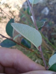 Cotoneaster alaunicus