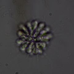 Anthophysa vegetans