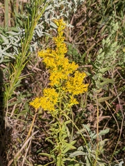 Solidago