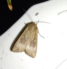 Mythimna unipuncta