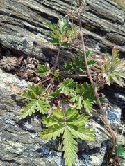 Potentilla longifolia