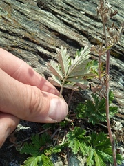 Potentilla longifolia