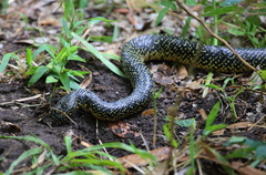 Lampropeltis holbrooki