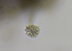 Anthophysa vegetans