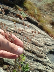 Potentilla longifolia