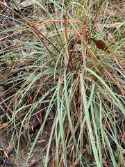 Cymbopogon refractus