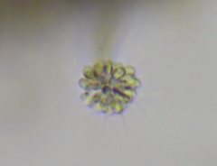 Anthophysa vegetans