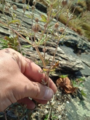 Potentilla longifolia