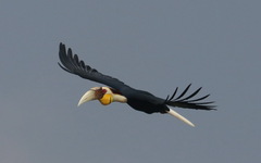 Rhyticeros undulatus