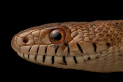 Pituophis deppei