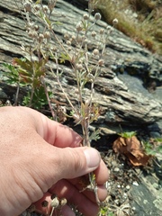 Potentilla longifolia