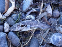 Gasterosteus aculeatus