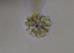 Anthophysa vegetans