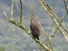 Buteogallus anthracinus