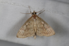 Crocidophora serratissimalis