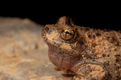 Hyla arenicolor