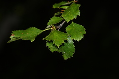 Betula occidentalis