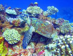 Eretmochelys imbricata